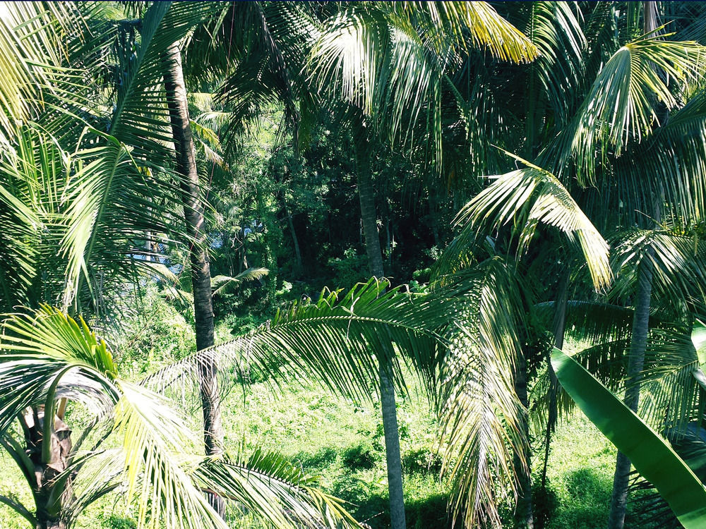 Oyo 1946 Terrace Campuhan Ubud Exterior foto